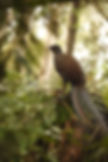 Bird sitting in a tree